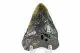 Bargain, Fossil Megalodon Tooth - North Carolina #153099-1